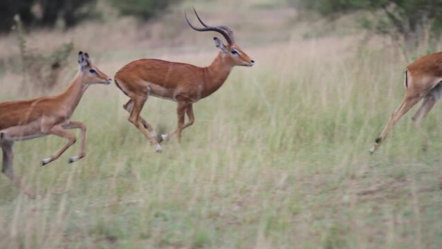 Impala 