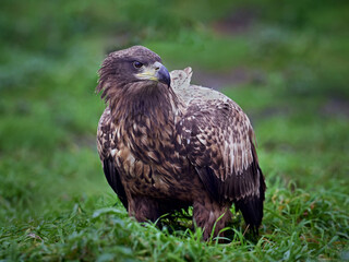 White-tailed eagle (Haliaeetus albicilla)