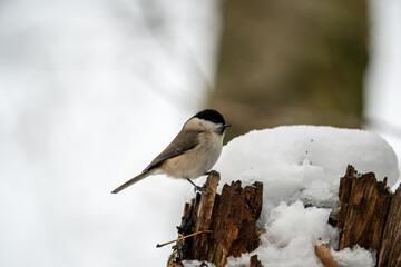 tit on a tree
