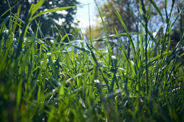 fresh grass in the garden