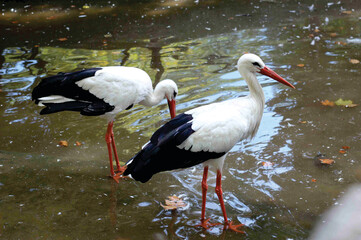 Elegant stork couple hunting in water image. Visitant migration bird stork finding food in lake. Water echo system. Stork photo.