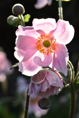 Different opening phases of Japanese windflower (anemone japonica)