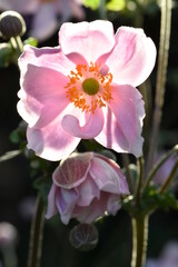 Fototapeta premium Different opening phases of Japanese windflower (anemone japonica)