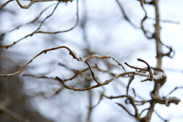 branches of plant