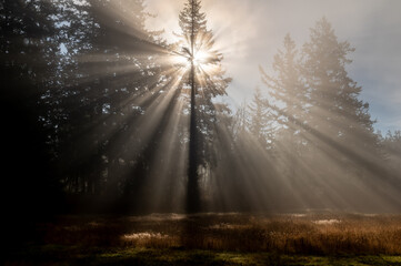 Sunshine light rays streaming through a fir tree on a foggy morning. Beautiful light emerges from...