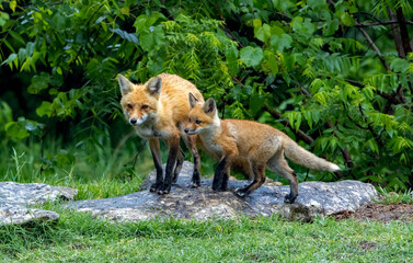 Red Fox Vixen and Kit