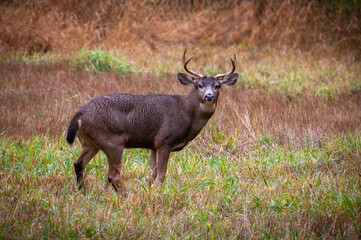 Male Deer with Antlers in a Field Looking at Camera. Large buck looking for mates in a wooded area after a rainstorm located in the Pacific Northwest.