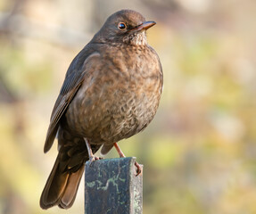 Amsel auf einem Zaunpfahl
