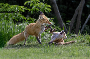 Red Fox Vixen at Play with Kit