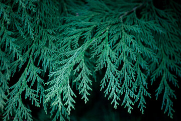 Close up of fir branches, christmas narural background.