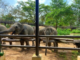 KO Samui Island - Thailand - Elephants in outdoor parkland