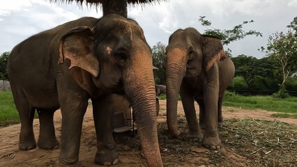 KO Samui Island - Thailand - Elephants in outdoor parkland