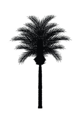 Exotic palm tree vector silhouette illustration isolated on white background. Decorative tropical garden plant shape shadow.