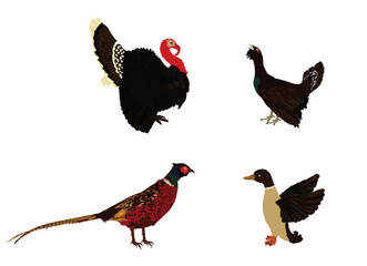 Forest and meadow wildlife birds vector illustration isolated on white background. Turkey male, gobbler. Grouse and duck. Pheasant. Bird watching. Plumage in zoo park.