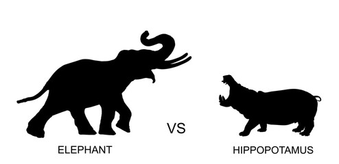 Elephant male against hippo vector silhouette illustration isolated on white. African animal alert of poacher. Elephant symbol. Safari attraction. Strong heavy opponent battle on watering place.