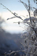 snow covered branches