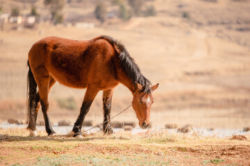 A tethered brown horse grazing in a remote village in Lesotho, Africa