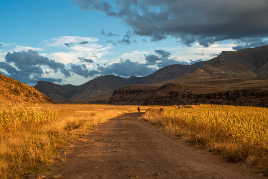 A road through grain fields in rural Lesotho, Africa