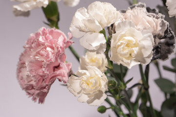 Beautiful bouquet of pink, grey and white carnation flowers, fresh eucalyptusas and violet brassica flower.