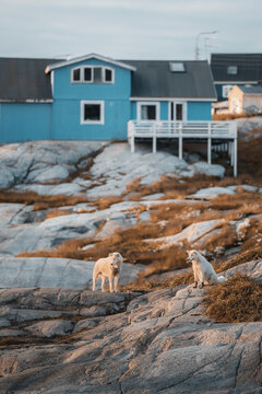 View of sledge dogs watching sunset in front of houses in Ilulissat, Greenland.