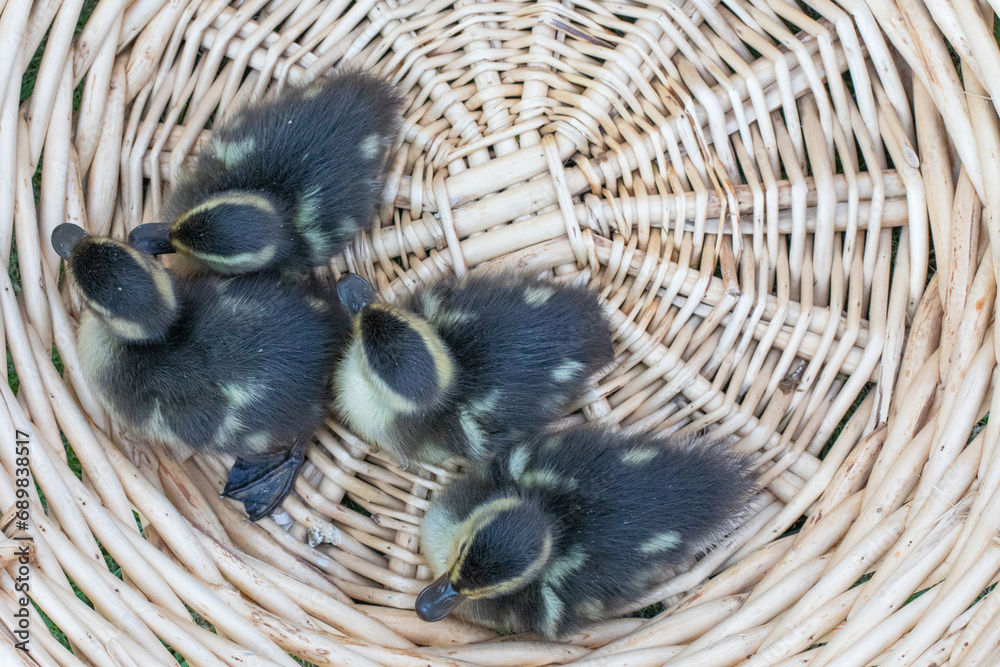 Poster duckling family