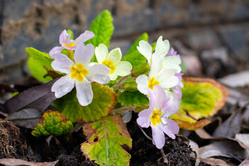 Primrose flowers with dew on the petals on a garden bed