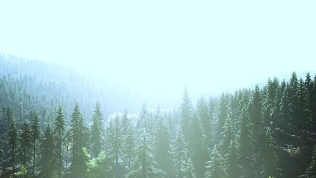 sunlight in spruce forest in the fog on the background of mountains at sunset