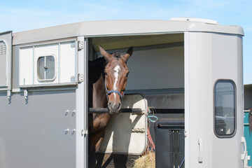 Transport trailer with one brown horse