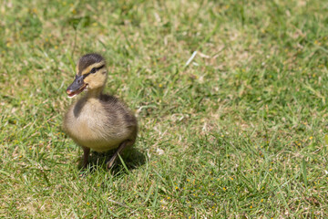 duckling in the spring 