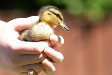 duckling 