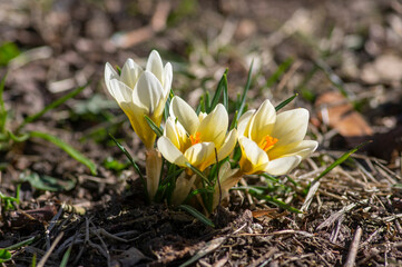 Bouquet of flowering crocus vernus light yellow white violet plants, group of colorful early spring flowers in bloom