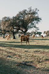 General view of beautiful cows grazing in the field