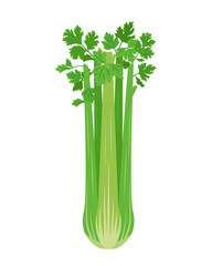 Fresh green Celery plant. Harvest vegetable. Agriculture cultivated Celery stalks. Design element for market menu, culinary, package, cooking concept. Vector illustration isolated on white background.