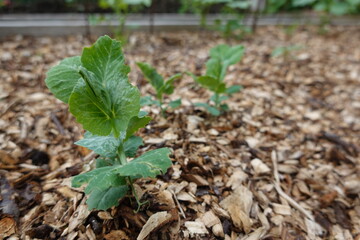 young pea plant growing in a raised wooden bed with mulch of shredded wood chips.