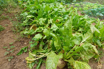 turnip cultivation in fertile soil. turnip plant to harvest in bed with other vegetable garden crops.