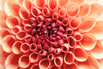 Close-up of the Dahlia, flower in the trendy color of the year.