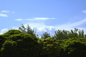 Obraz premium trees and sky