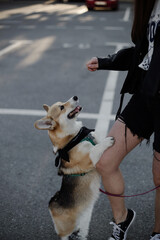 Woman's legs and dog. Cute pet. Corgi
