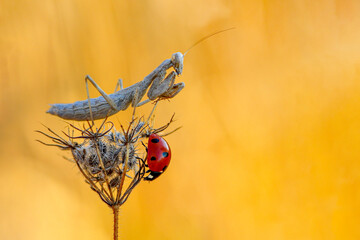 Macro photography, Beautiful European mantis ( Mantis religiosa ) mimicry on vegetation wait for a...