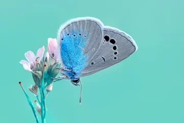 Türaufkleber Macro shots, Beautiful nature scene. Closeup beautiful butterfly sitting on the flower in a summer garden. © blackdiamond67