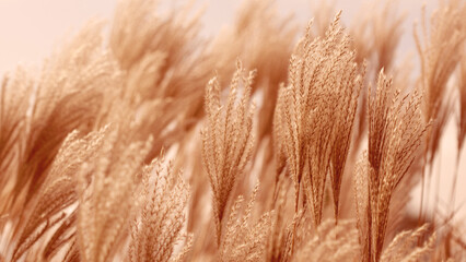 Miscanthus paniculata plant, natural background, blur, selective focus. Color of the year 2024, peach fuzz color
