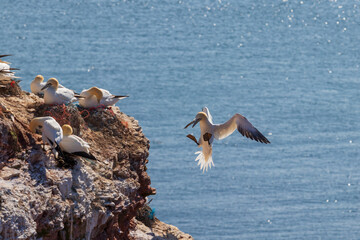 Wild bird in the wild Morus bassanus - Northern Gannet on the island of Helgoland on the North Sea...