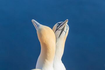 Wild bird in the wild Morus bassanus - Northern Gannet on the island of Helgoland on the North Sea in Germany.