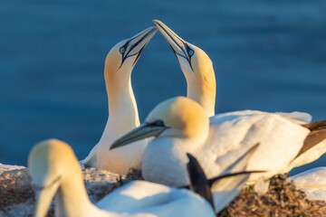 Wild bird in the wild Morus bassanus - Northern Gannet on the island of Helgoland on the North Sea in Germany.