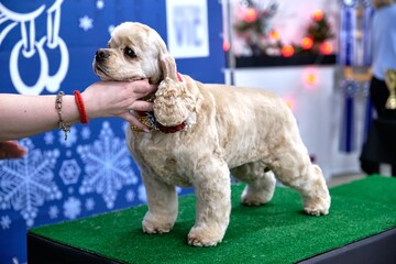 An American Spaniel dog after grooming at a dog beauty salon