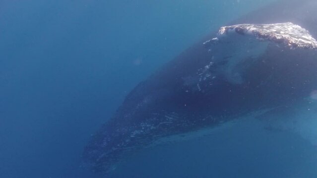Humpback whale swimming in Baja California, Mexico. underwater video super close to the boat