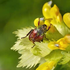 Goldstaub-Laubkäfer (Hoplia argentea) auf gelb blühender Pflanze Großer Klappertopf (Rhinanthus...