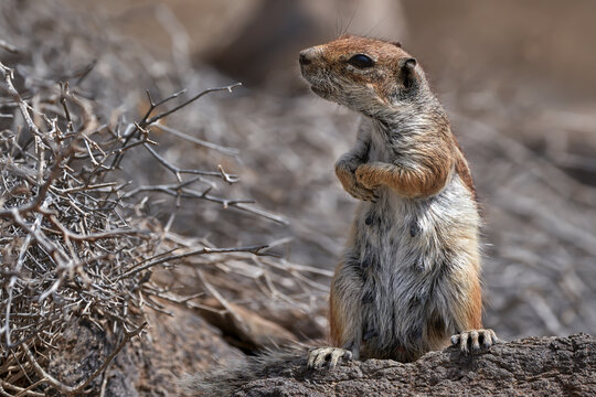 Aufrecht stehendes weibliches Atlash&ouml;rnchen (Atlantoxerus getulus) neben einem verdorrten Strauch - Costa Calma, Fuerteventura
