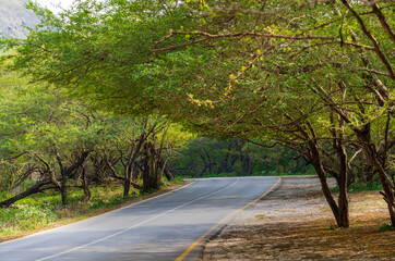 Obraz premium beautiful roads of salalah filled with Naturistic scenes
