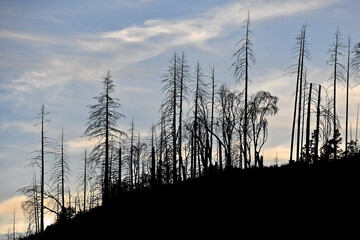 Tree Silhouettes, remnants of Lava Fire 2021, Mt Shasta, California 